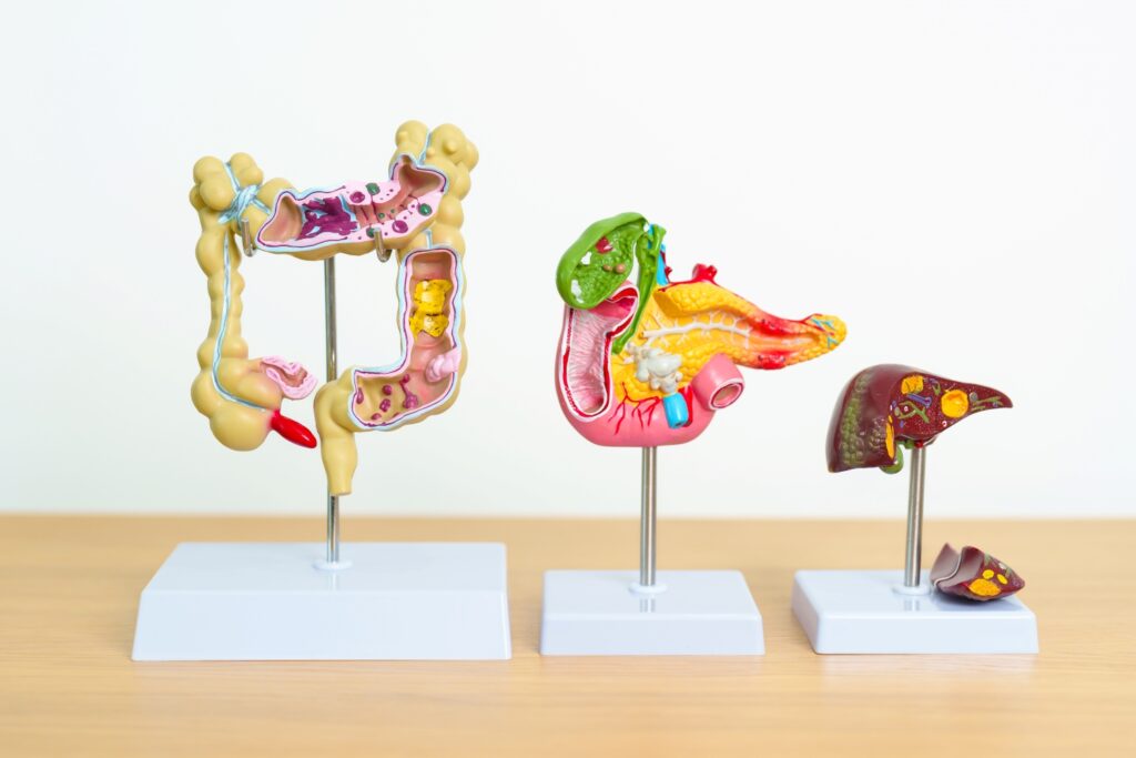 anatomical representation of digestive organs